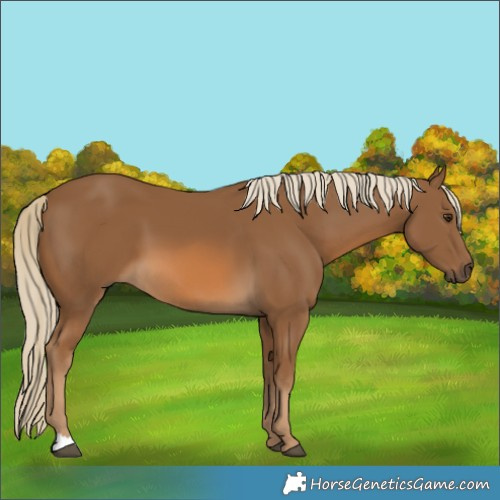 Horse Color:Chocolate Palomino 