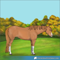 Horse Color:Chestnut Splash 