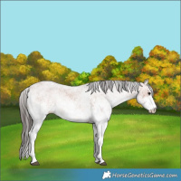 Horse Color:White Spotted Bay 
