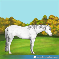 Horse Color:White Spotted Black 