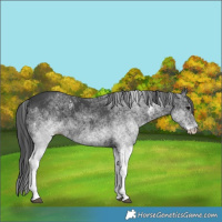 Horse Color:White Spotted Black