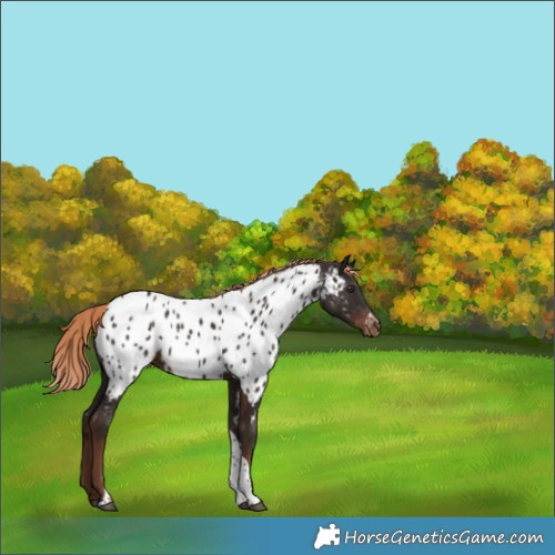 Horse Color:Liver Chestnut Tobiano Appaloosa 