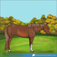 Horse Color:Chestnut Tobiano 