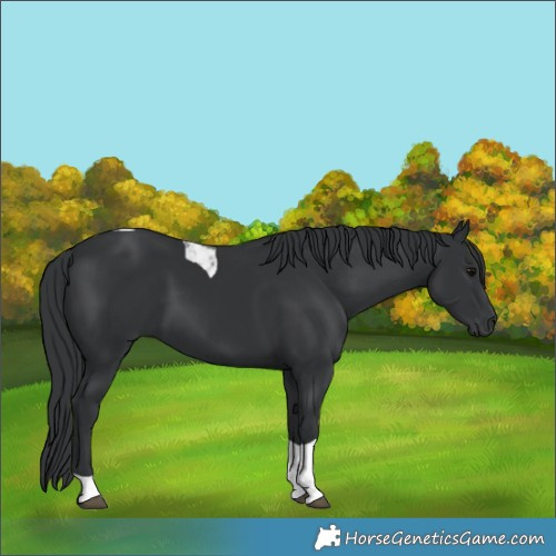 Horse Color:Black Tobiano 