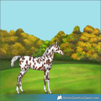 Horse Color:Silver Brown Tobiano Leopard 