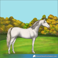 Horse Color:Smoky Creme Roan Dun 