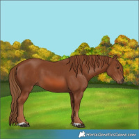 Horse Color:Chestnut 
