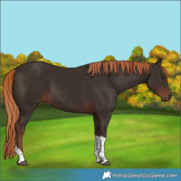 Horse Color:Liver Chestnut Tobiano 