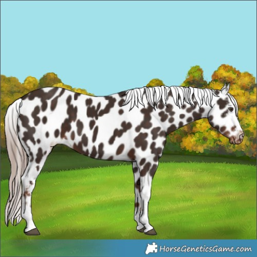 Horse Color:Liver Chestnut Tobiano Appaloosa 