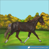 Horse Color:Liver Chestnut Tobiano Appaloosa
