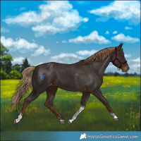 Horse Color:Liver Chestnut Tobiano Blanket 