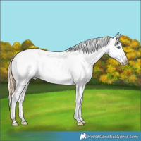 Horse Color:Smoky Black Ice Pearl Near Fewspot 