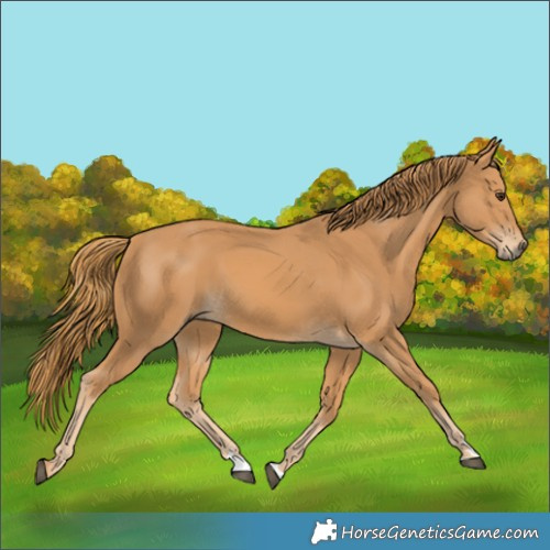 Horse Color:Unknown 