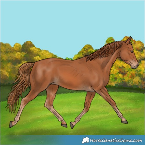 Horse Color:Unknown 