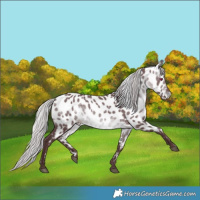 Horse Color:Chocolate Silver Brown Chinchilla Appaloosa