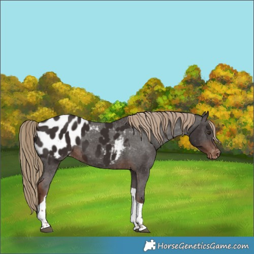 Horse Color:Liver Chestnut Tobiano Appaloosa 