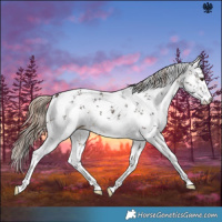 Horse Color:White Spotted Liver Chestnut Sabino 