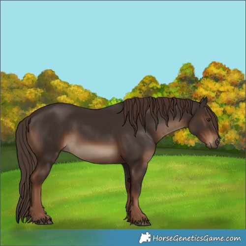 Horse Color:White Spotted Liver Chestnut