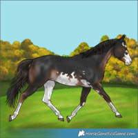 Horse Color:White Spotted Liver Chestnut 
