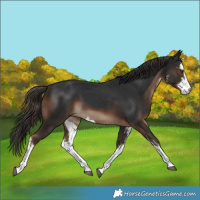 Horse Color:White Spotted Liver Chestnut 