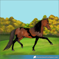 Horse Color:Void Bay Tobiano 