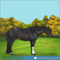 Horse Color:Brown Tobiano 