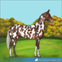 Horse Color:Silver Brown Tobiano Near Leopard