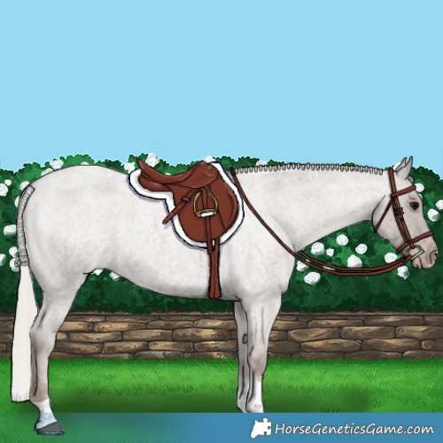 Horse Color:Silver Blue Roan Tobiano Appaloosa 