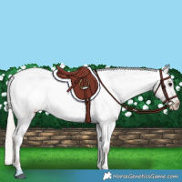 Horse Color:Silver Blue Roan Tobiano Appaloosa 
