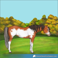 Horse Color:Bay Splash Frame 