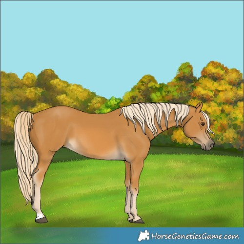 Horse Color:Palomino 