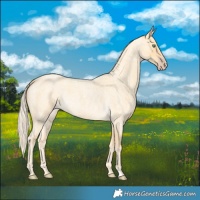 Horse Color:Gold Cream Champagne Roan 