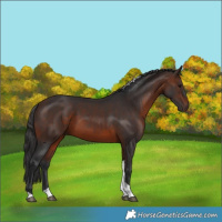 Horse Color:Brown Tobiano 