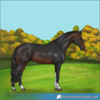 Horse Color:Brown Tobiano 