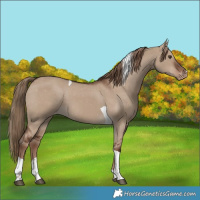 Horse Color:Liver Red Dun Tobiano Appaloosa 