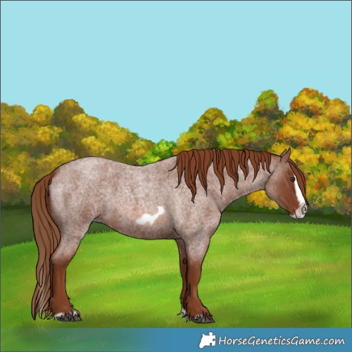 Horse Color:Red Roan Splash Frame 