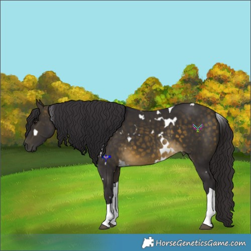 Horse Color:White Spotted Buckskin Tobiano 