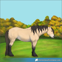 Horse Color:Buckskin 
