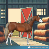 Horse Color:Chestnut Sabino 