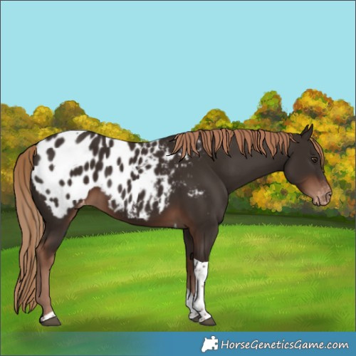 Horse Color:Liver Chestnut Tobiano Appaloosa