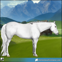 Horse Color:Gray Chestnut Sabino Tobiano 