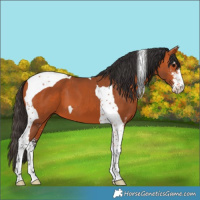 Horse Color:Bay Sabino Tobiano 
