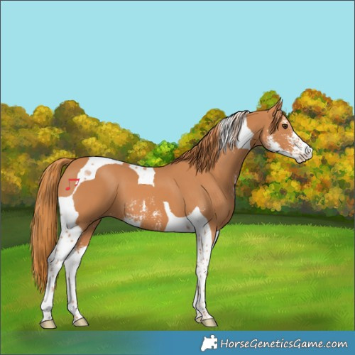 Horse Color:Chestnut Sabino Tobiano