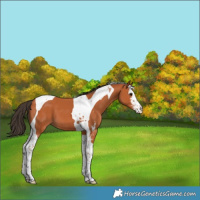 Horse Color:Bay Sabino Tobiano 