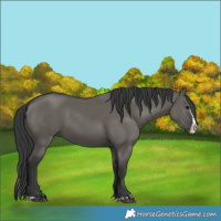 Horse Color:Grullo Splash 