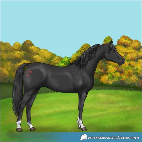 Horse Color:Black Tobiano 