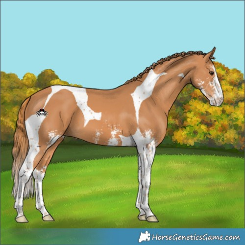 Horse Color:Chestnut Sabino Tobiano 