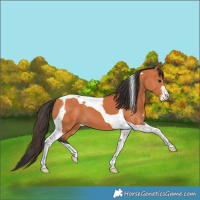 Horse Color:Bay Sabino Tobiano