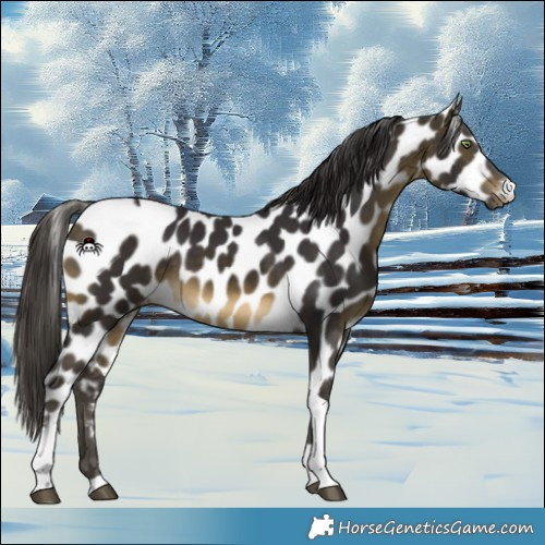 Horse Color:Buckskin Tobiano Appaloosa 