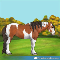 Horse Color:Bay Sabino Tobiano 